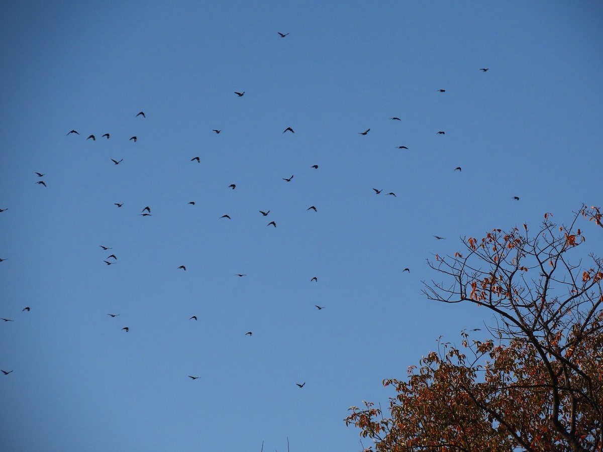 crow sp. - ML644896981