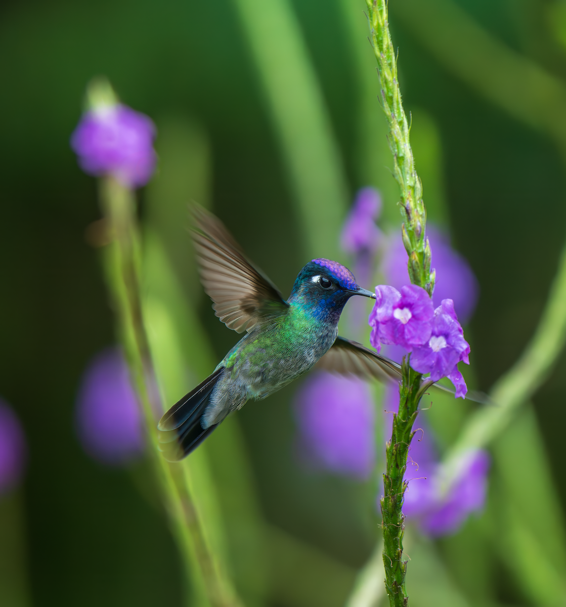 Violet-headed Hummingbird - ML644896993