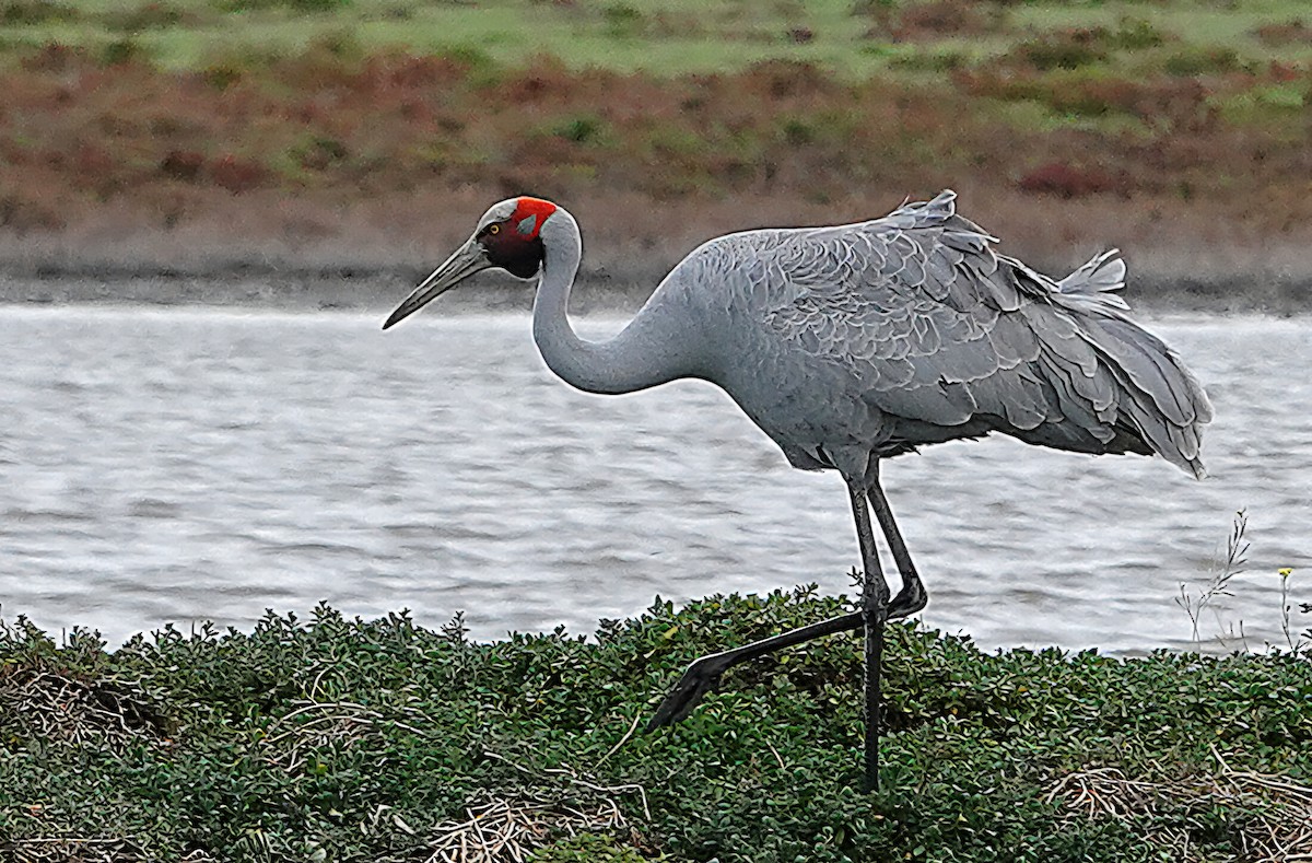 Brolga - ML644896998