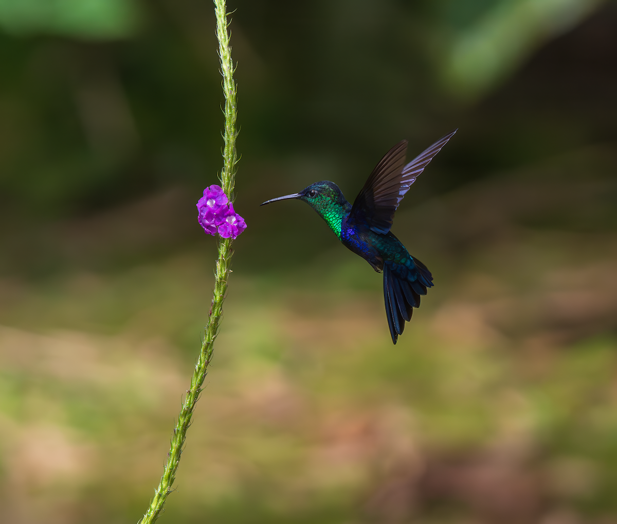 Crowned Woodnymph - ML644897001