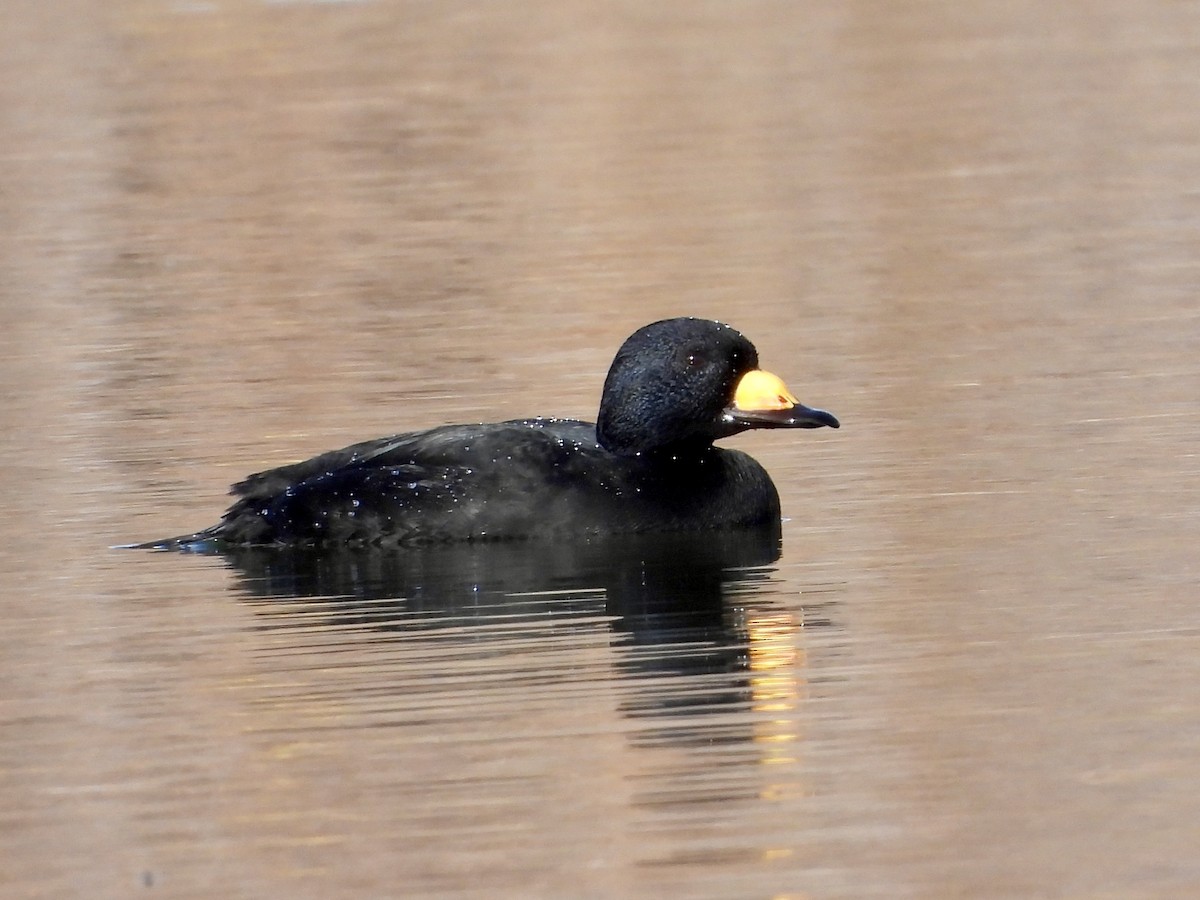 Black Scoter - ML644897008