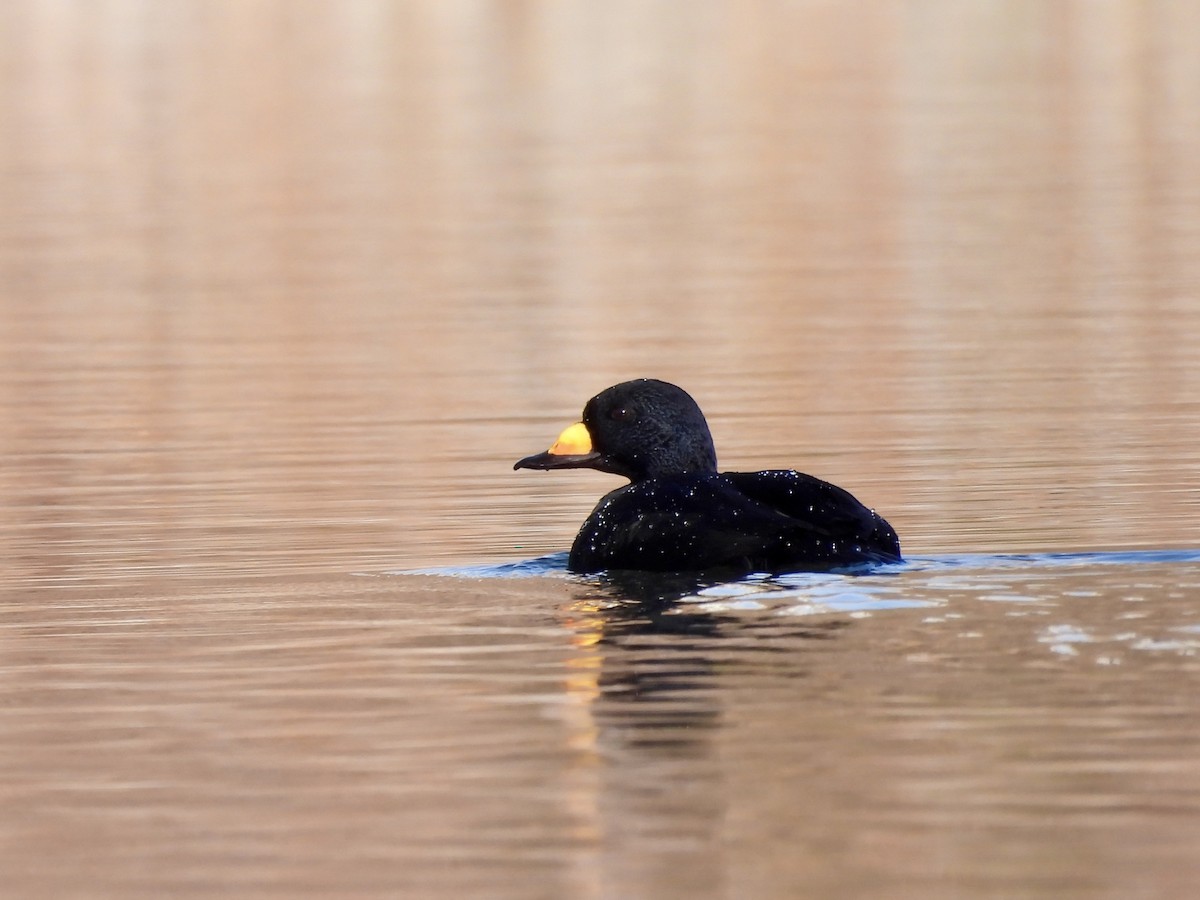 Black Scoter - ML644897009