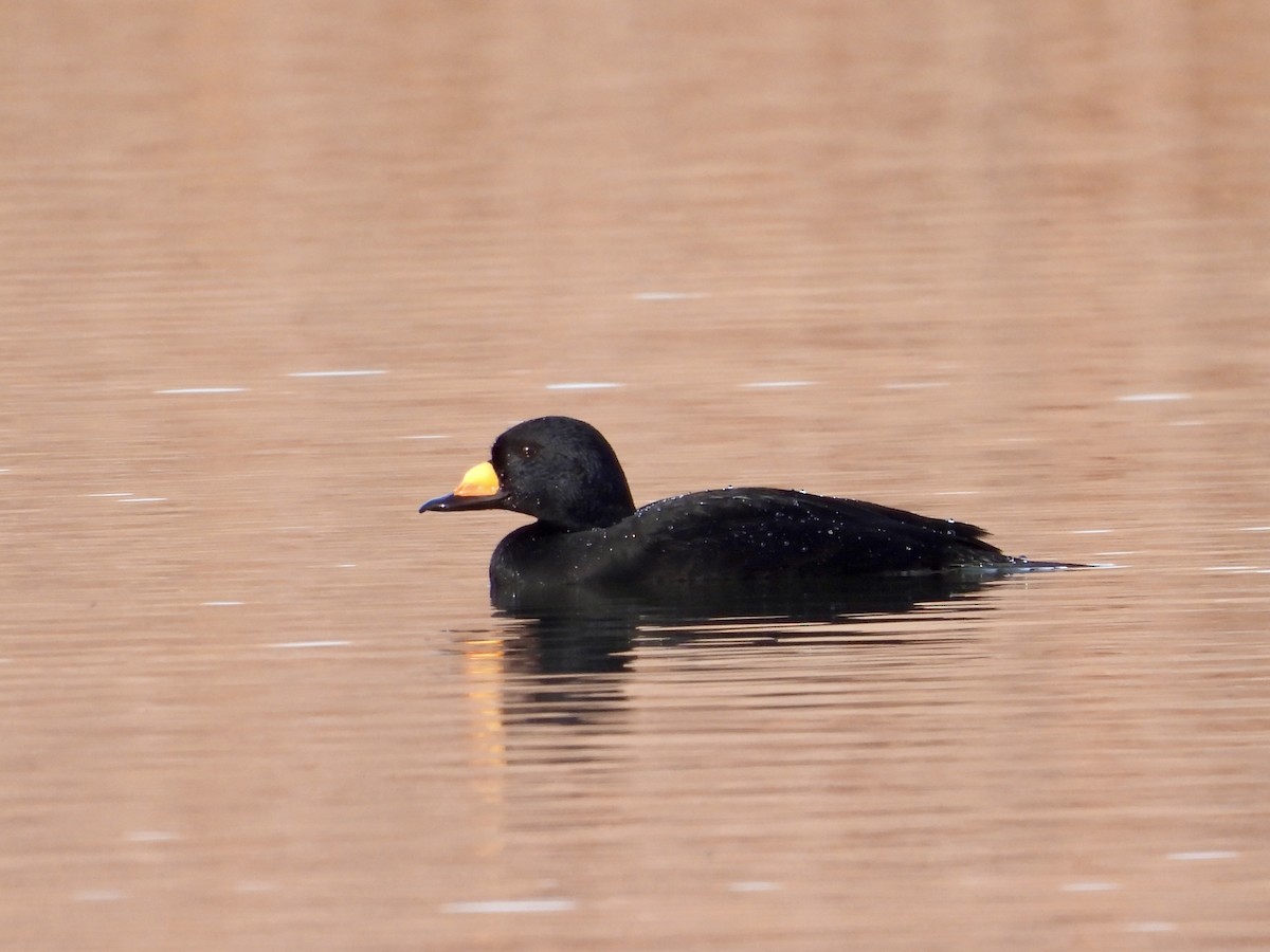 Black Scoter - ML644897010