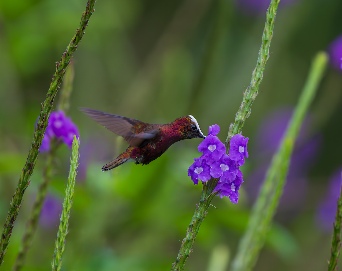 Snowcap - ML644897017