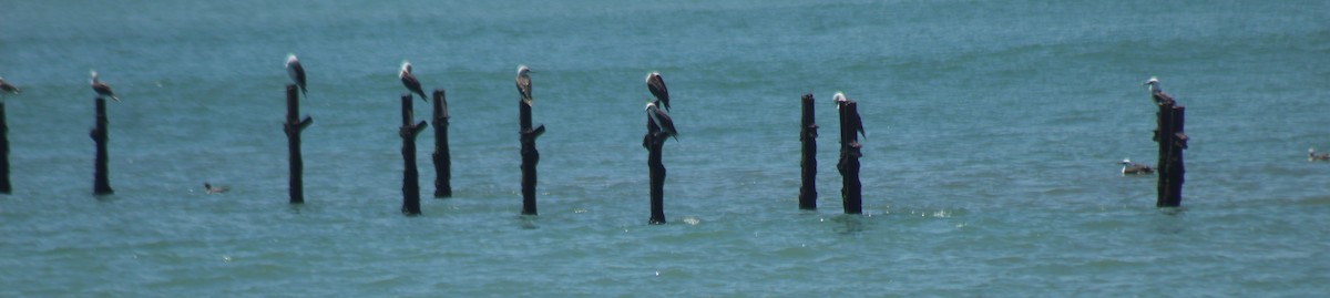 terej guánový - ML644897019