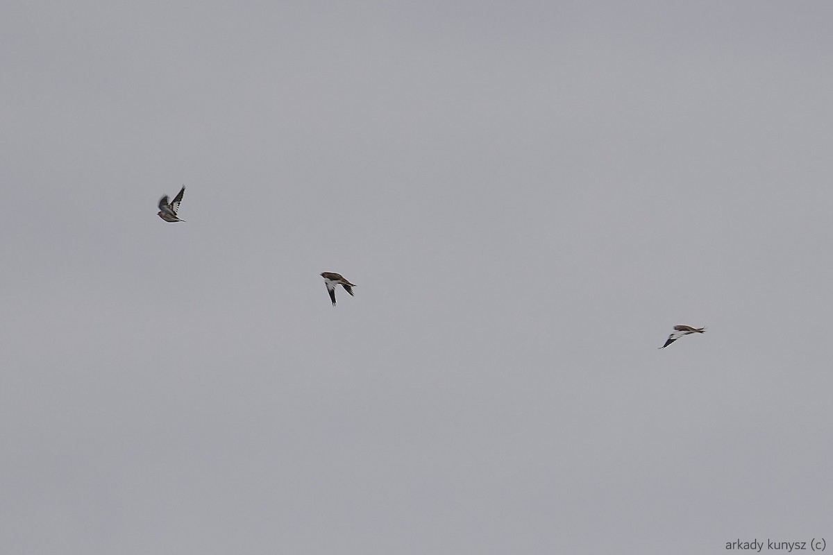 Snow Bunting - ML644897022