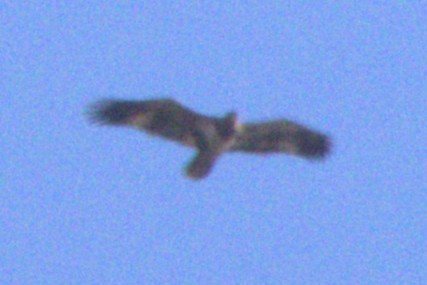 Bald Eagle - ML644897036