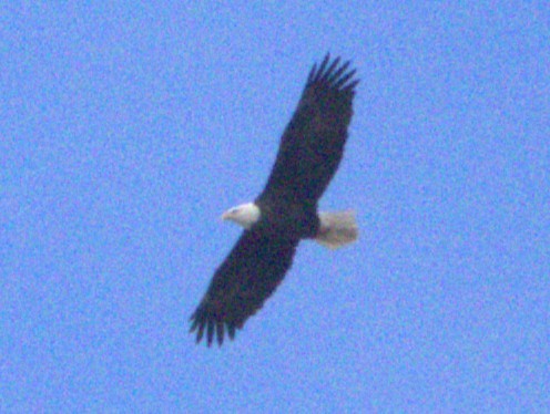 Bald Eagle - ML644897037