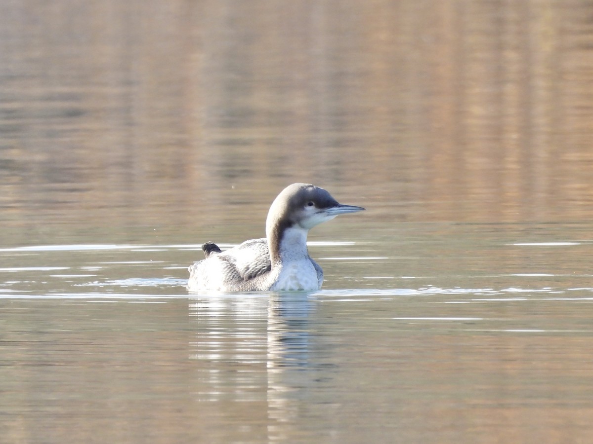 Pacific Loon - ML644897048