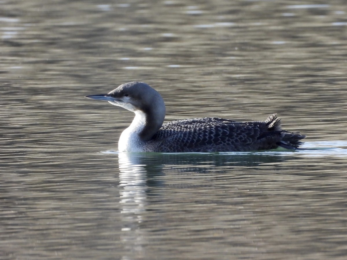 Pacific Loon - ML644897049