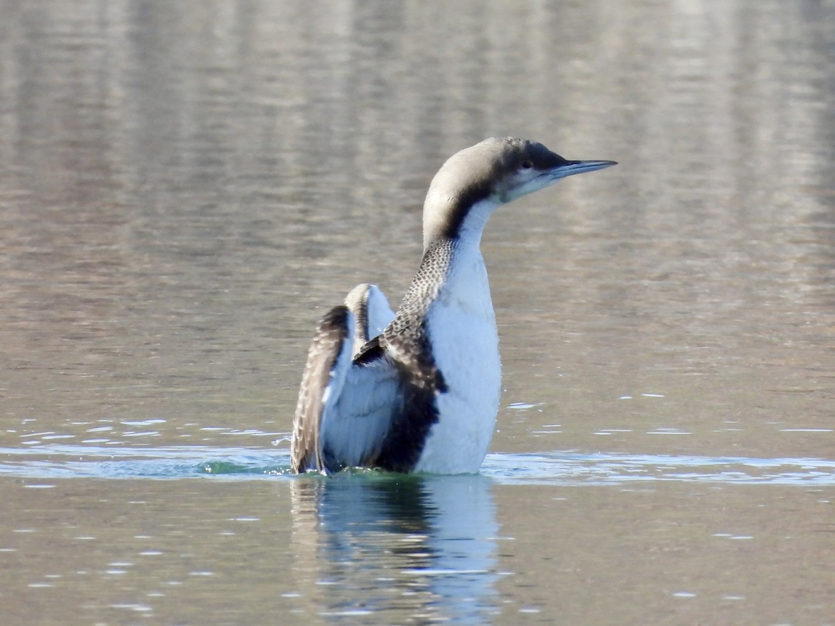 Pacific Loon - ML644897050