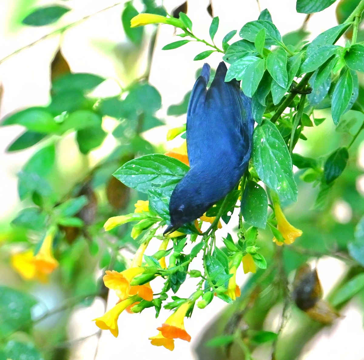 White-sided Flowerpiercer - ML644897055