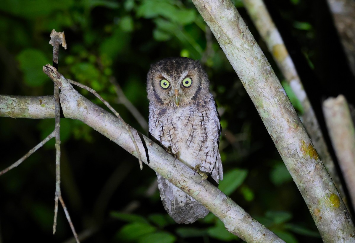 Middle American Screech-Owl - ML644897073