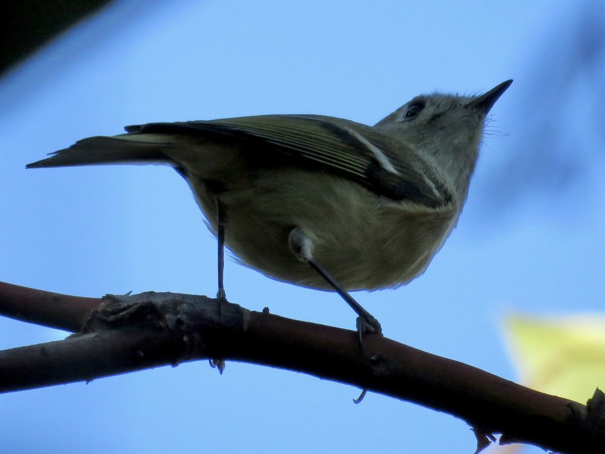 Ruby-crowned Kinglet - ML644897077