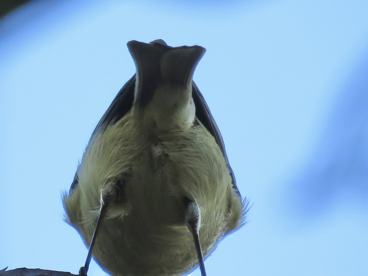 Ruby-crowned Kinglet - ML644897078