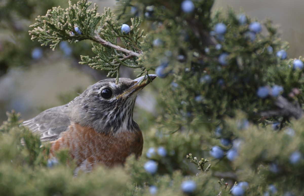 コマツグミ - ML644897104