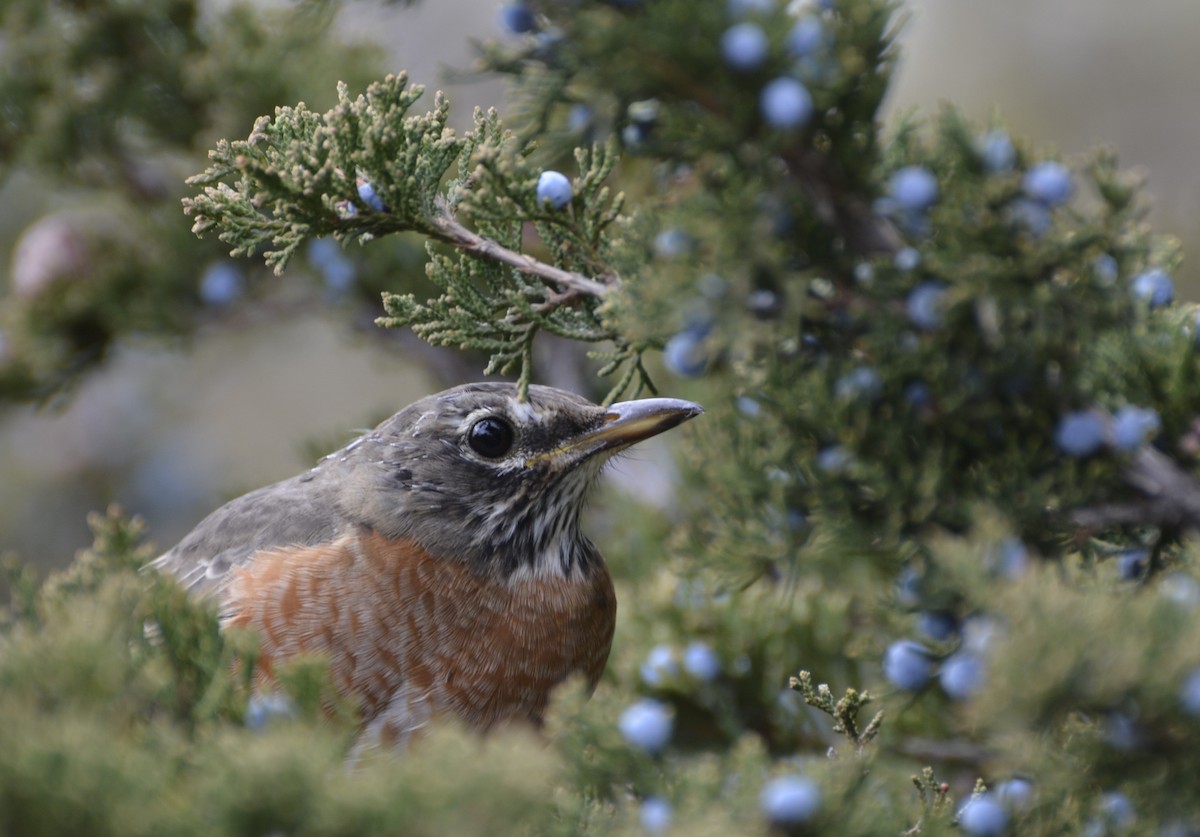 コマツグミ - ML644897105