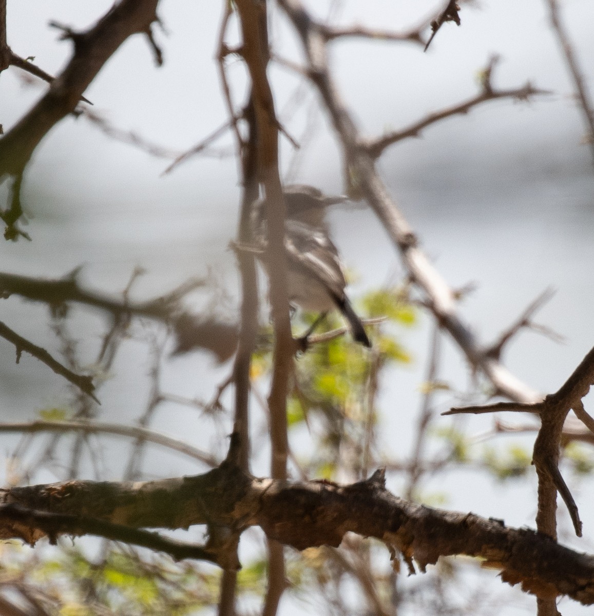 Pygmy Batis - ML644897108