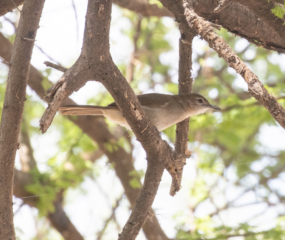 Northern Brownbul - ML644897122