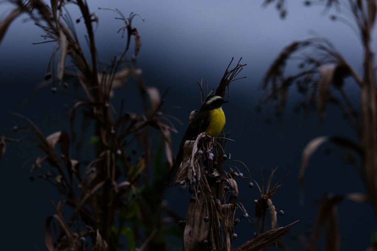 Tyran sociable - ML644897125