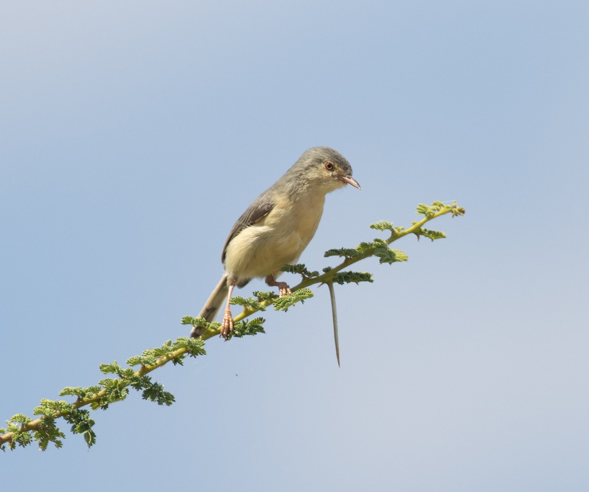 Buff-bellied Warbler - ML644897127