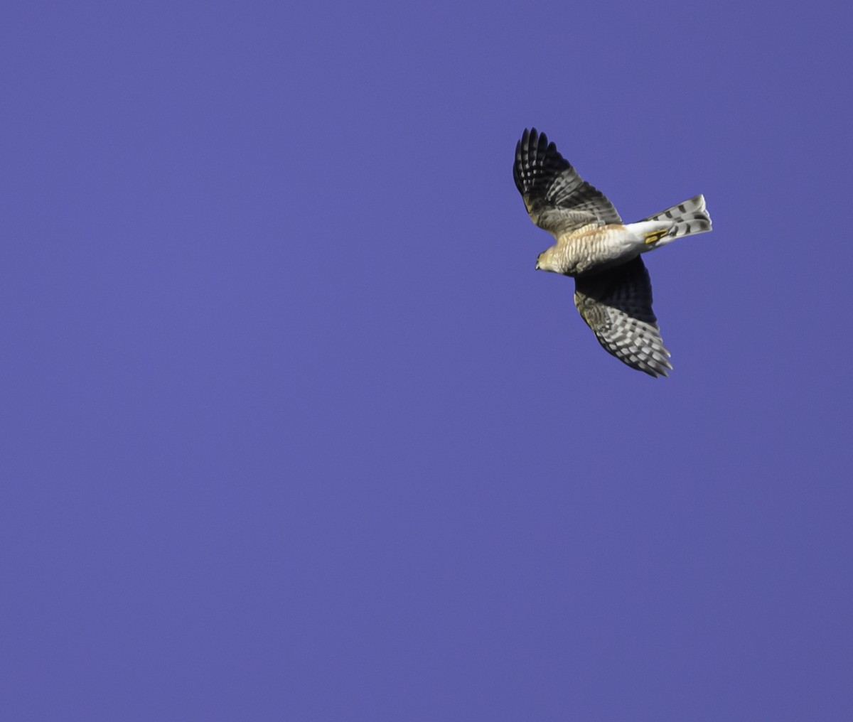 Sharp-shinned Hawk - ML644897129