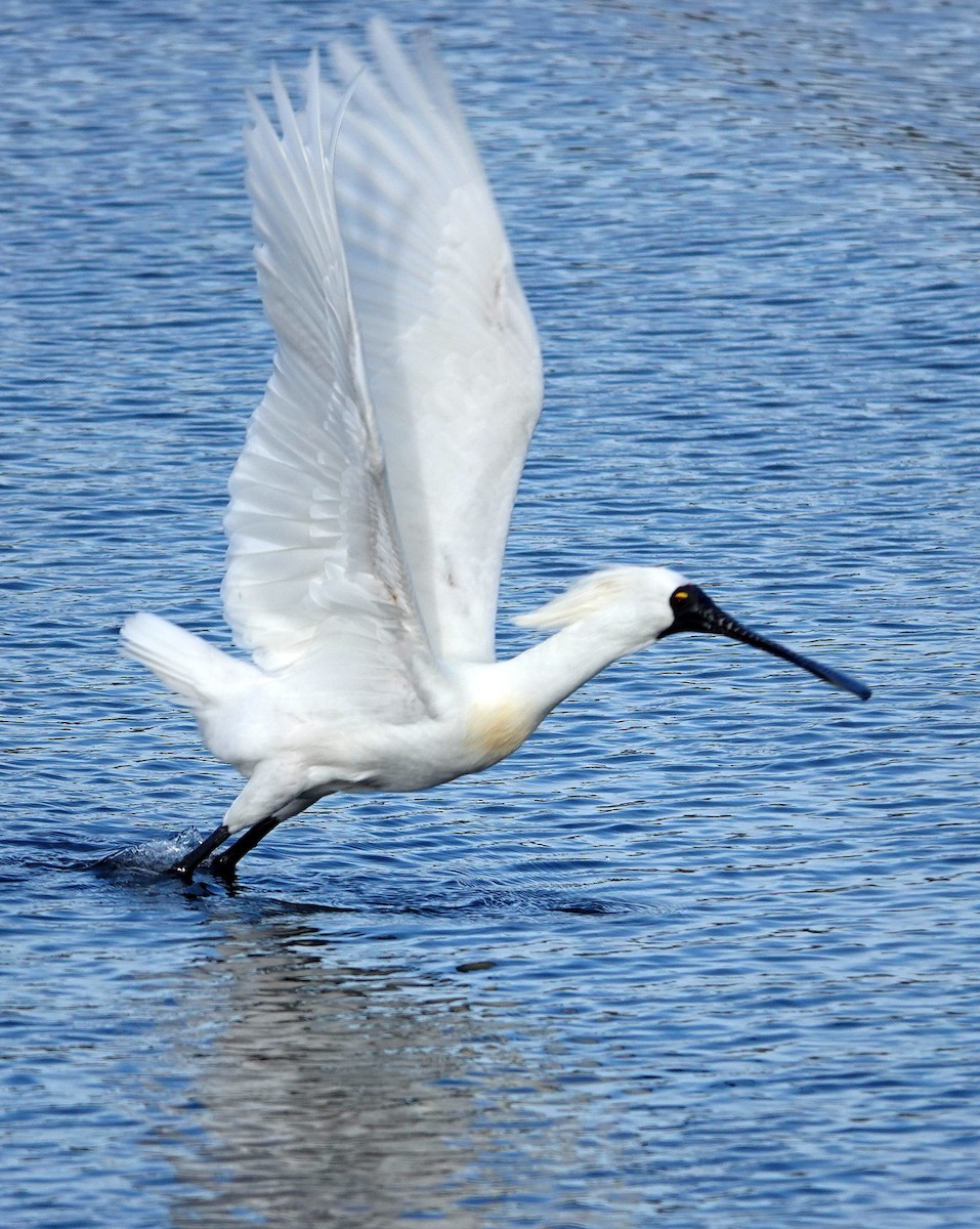 Royal Spoonbill - ML644897139