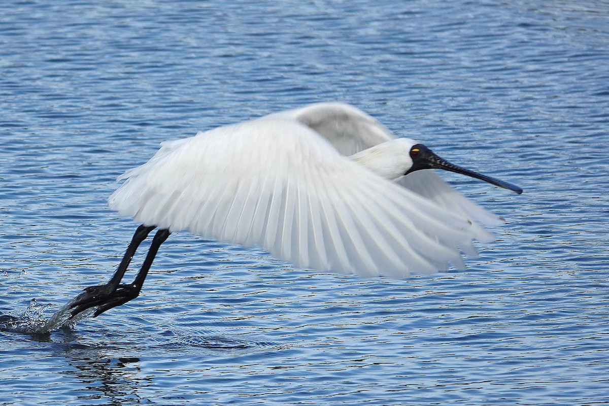 Royal Spoonbill - ML644897140