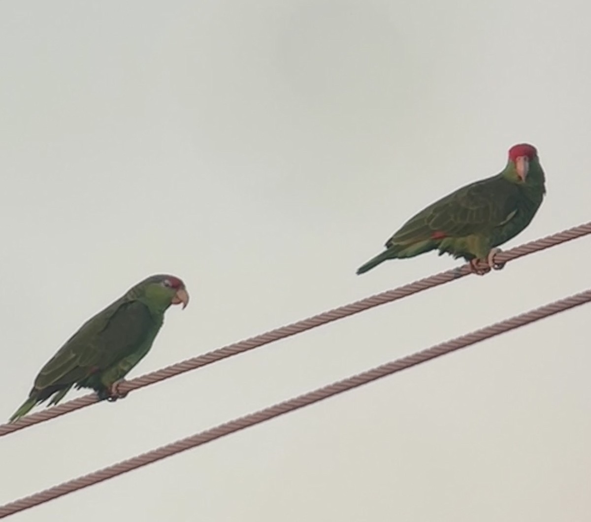 Red-crowned Amazon - ML644897144