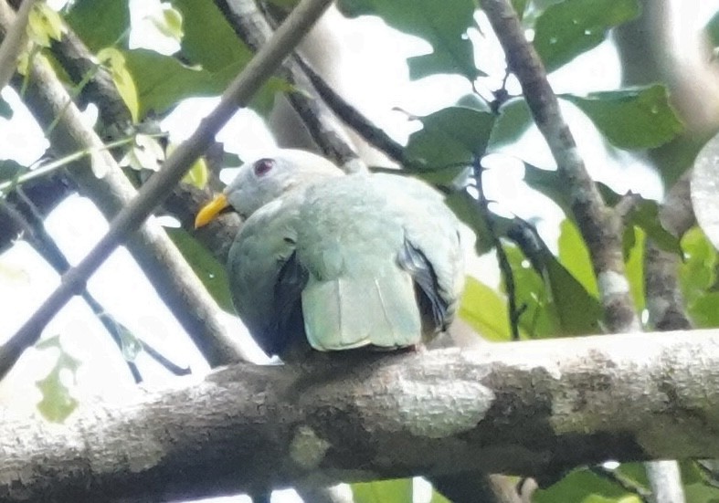 Ptilope à mentonnière - ML644897145