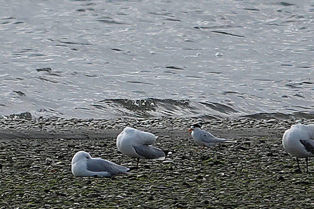 Australian Fairy Tern - ML644897158