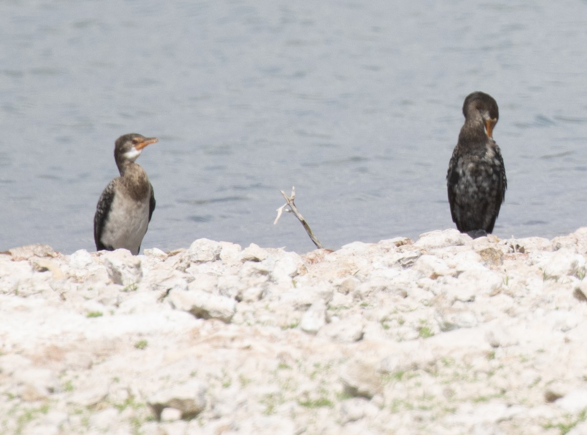 kormorán dlouhoocasý - ML644897184