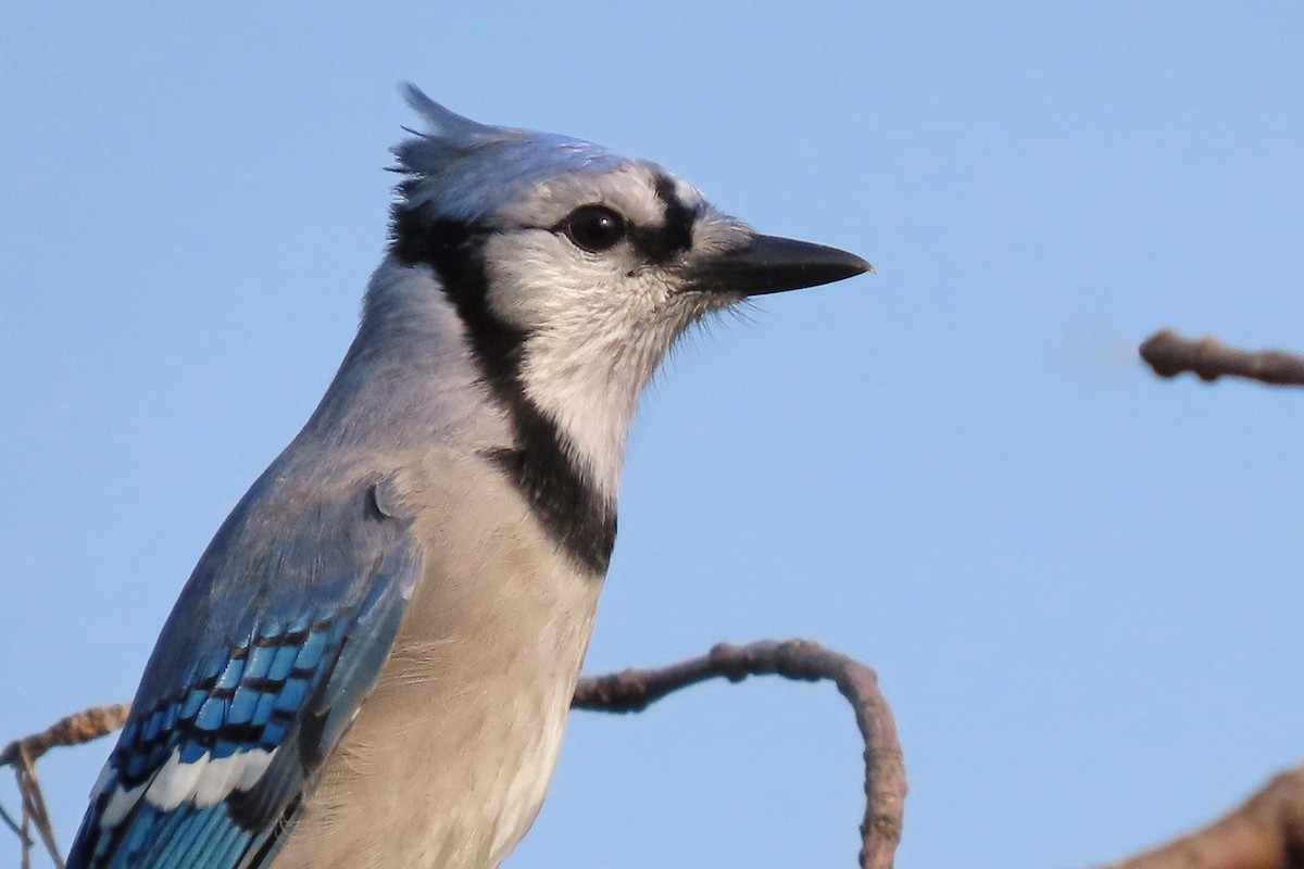 Blue Jay - ML644897191
