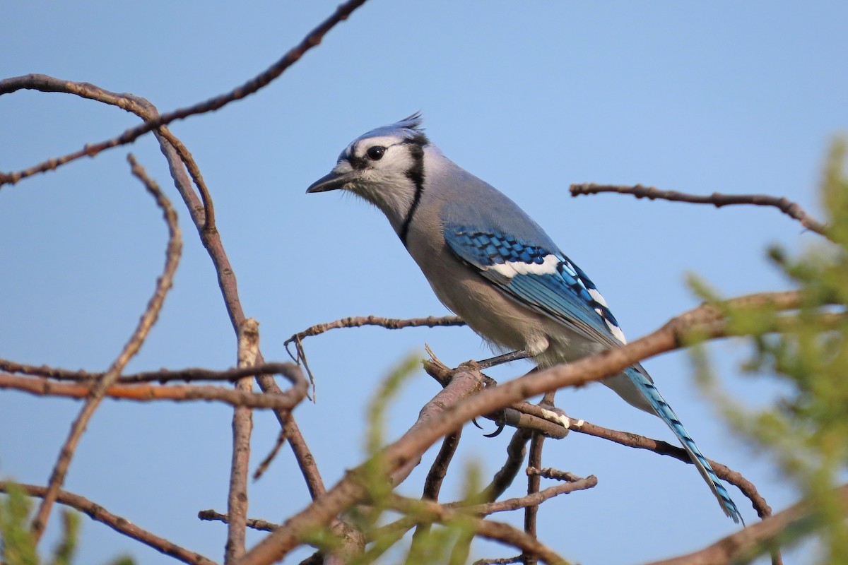 Blue Jay - ML644897192