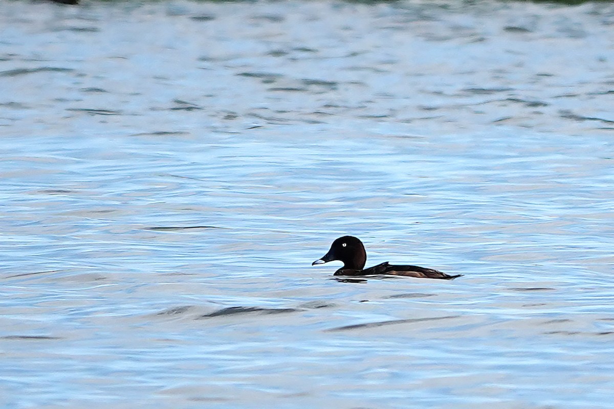 Hardhead - ML644897205