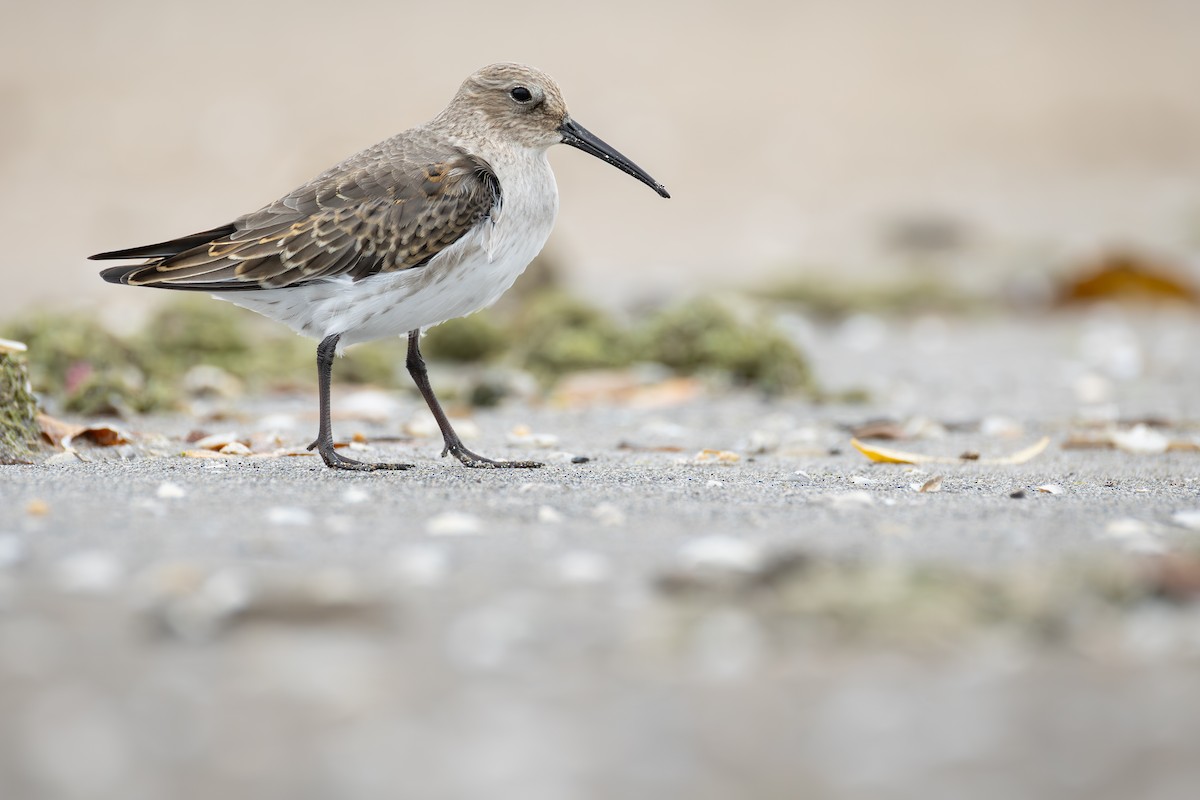 Dunlin - ML644897206