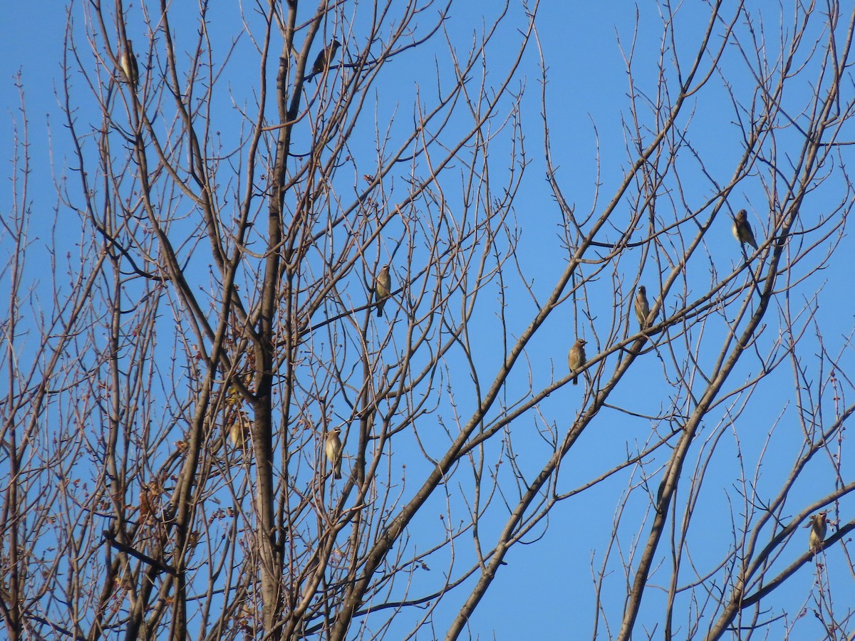 Buztanori amerikarra - ML644897207