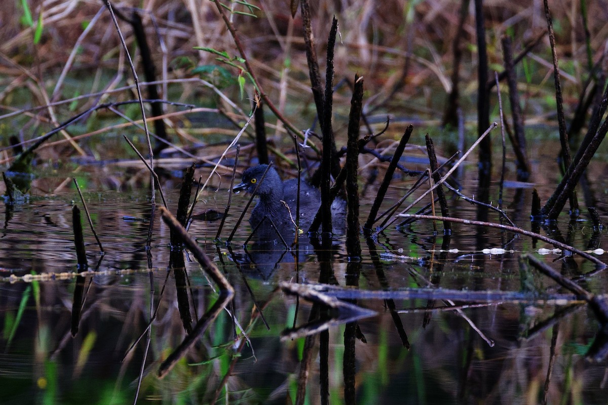 Least Grebe - ML644897212