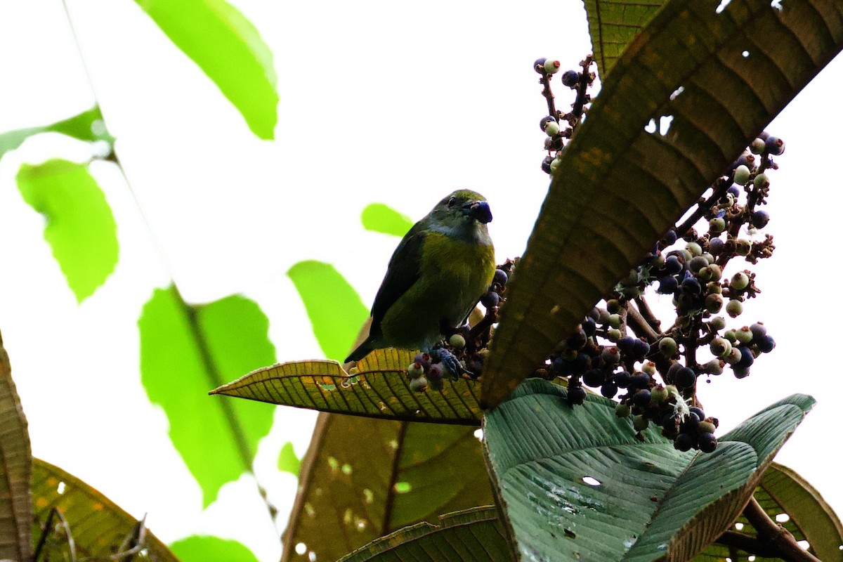 Белогузая эуфония - ML644897213