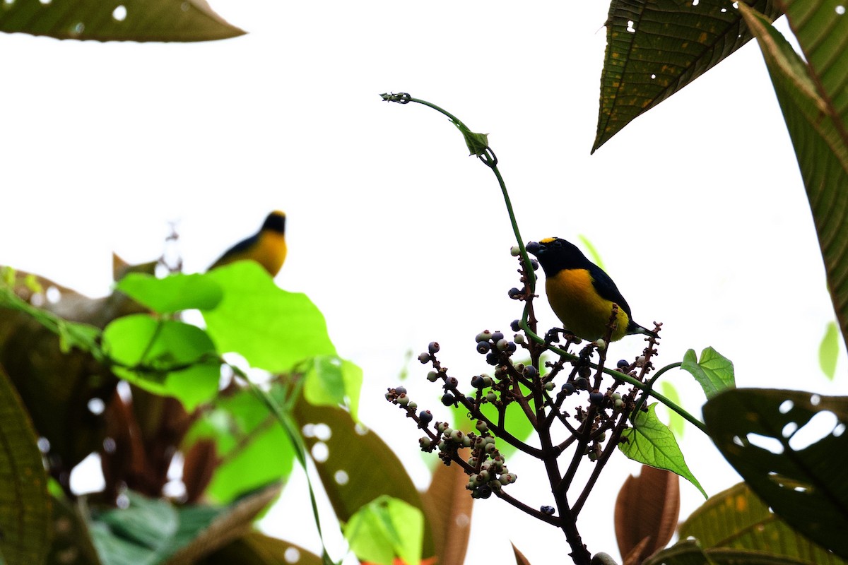 Белогузая эуфония - ML644897214