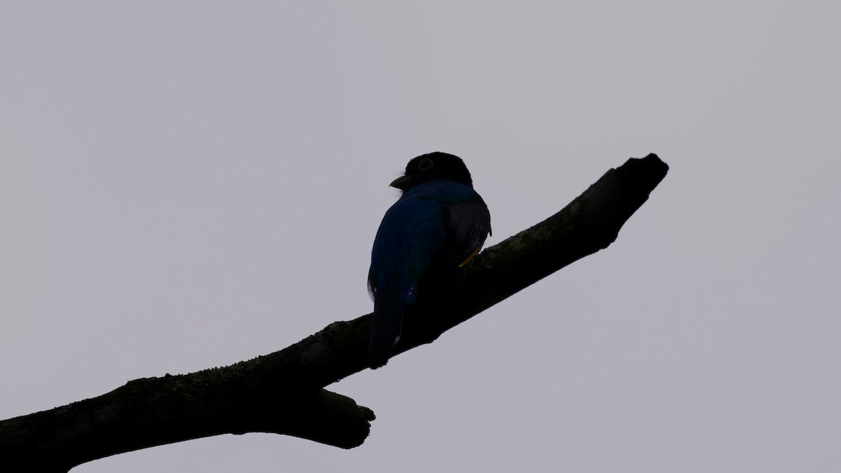 Mor Trogon - ML644897221