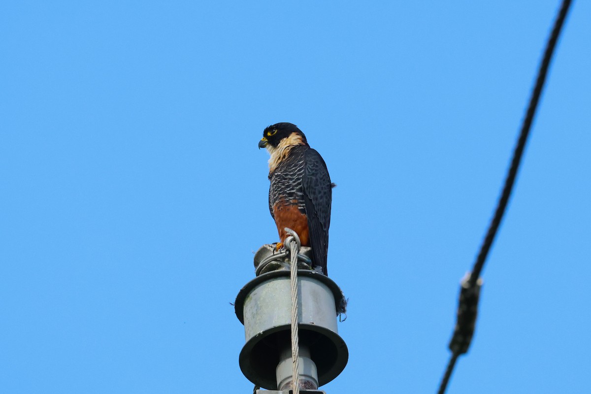 Bat Falcon - ML644897250