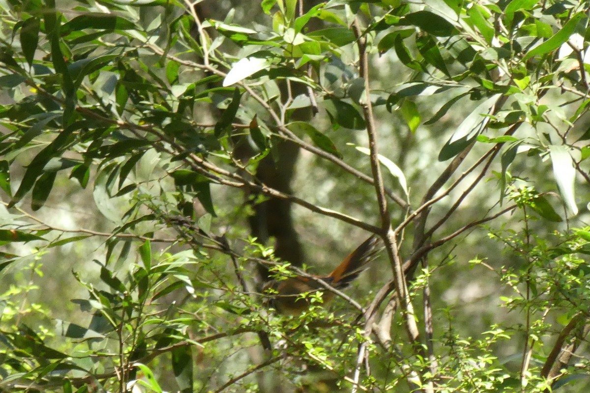 Australian Rufous Fantail - ML644897256