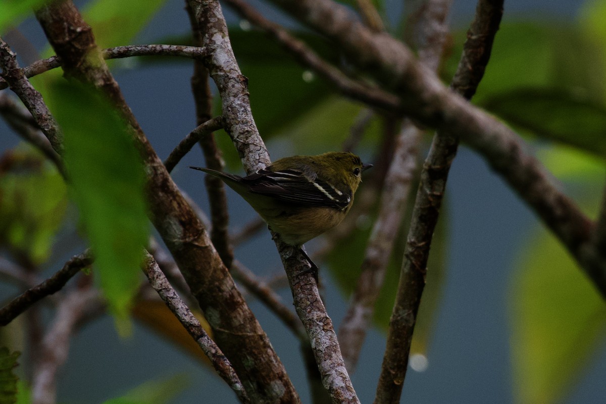 Пісняр-лісовик каштановий - ML644897270