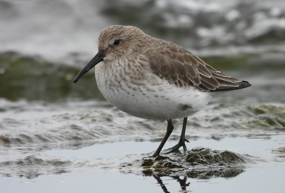 Хар элсэг - ML644897273