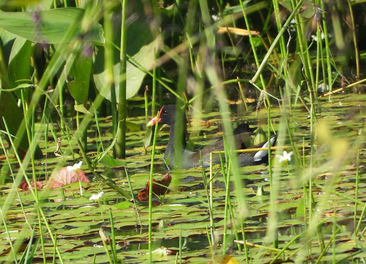 Amerika Sutavuğu - ML644897279