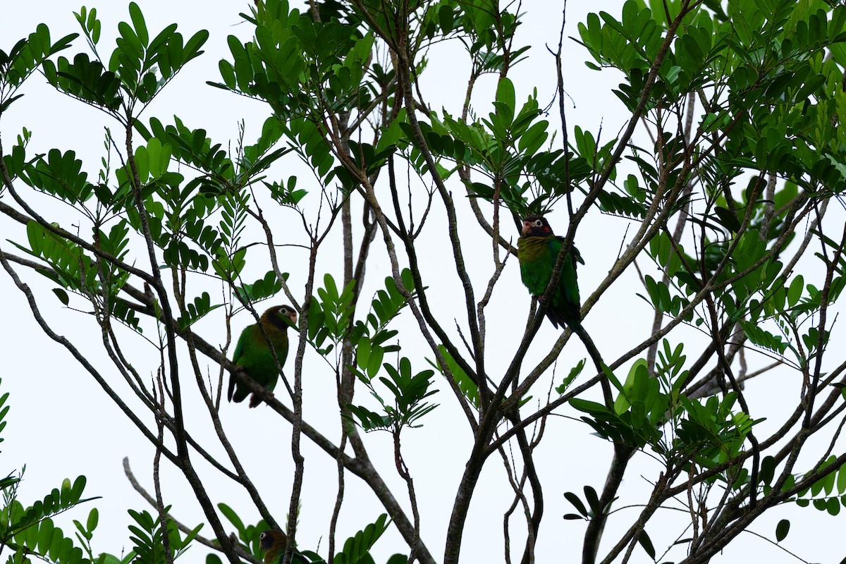 amazónek hnědohlavý - ML644897280