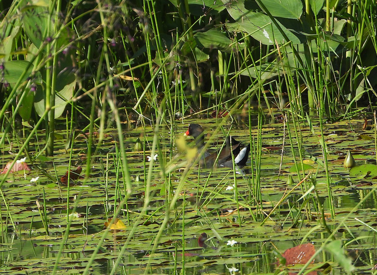 Amerika Sutavuğu - ML644897285