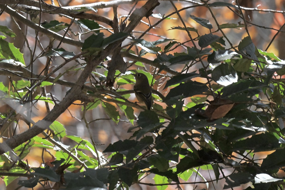 Ruby-crowned Kinglet - ML644897287