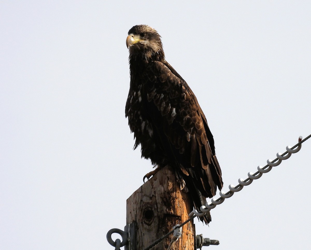 Bald Eagle - ML644897302